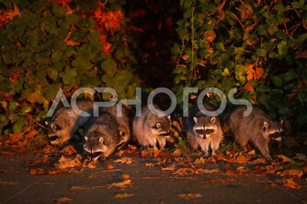 Racoon family 3050