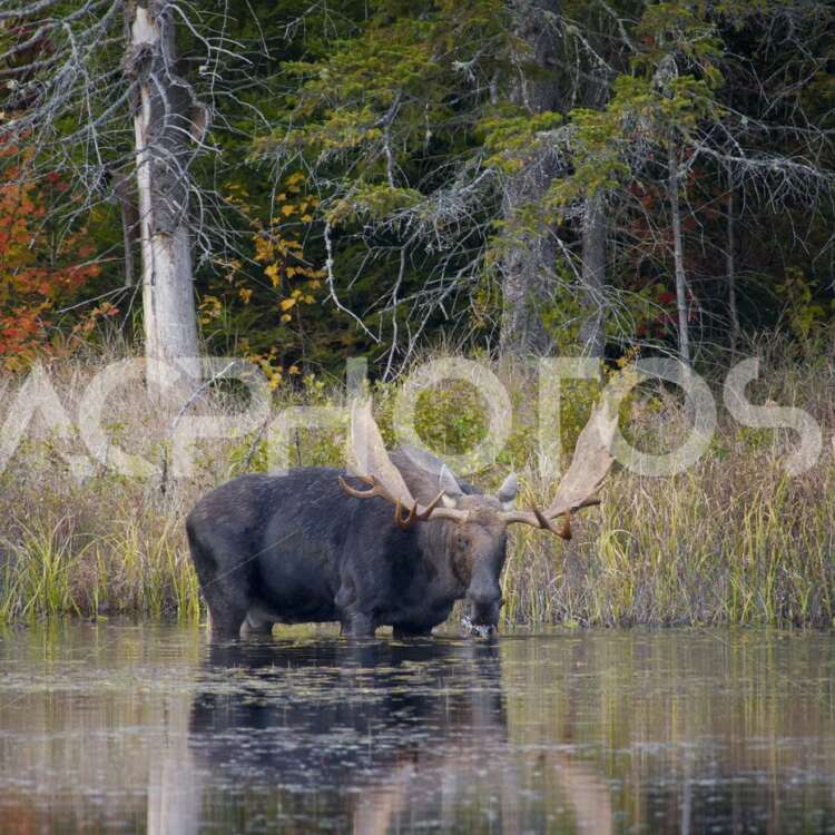 Moose eating leaves 3123