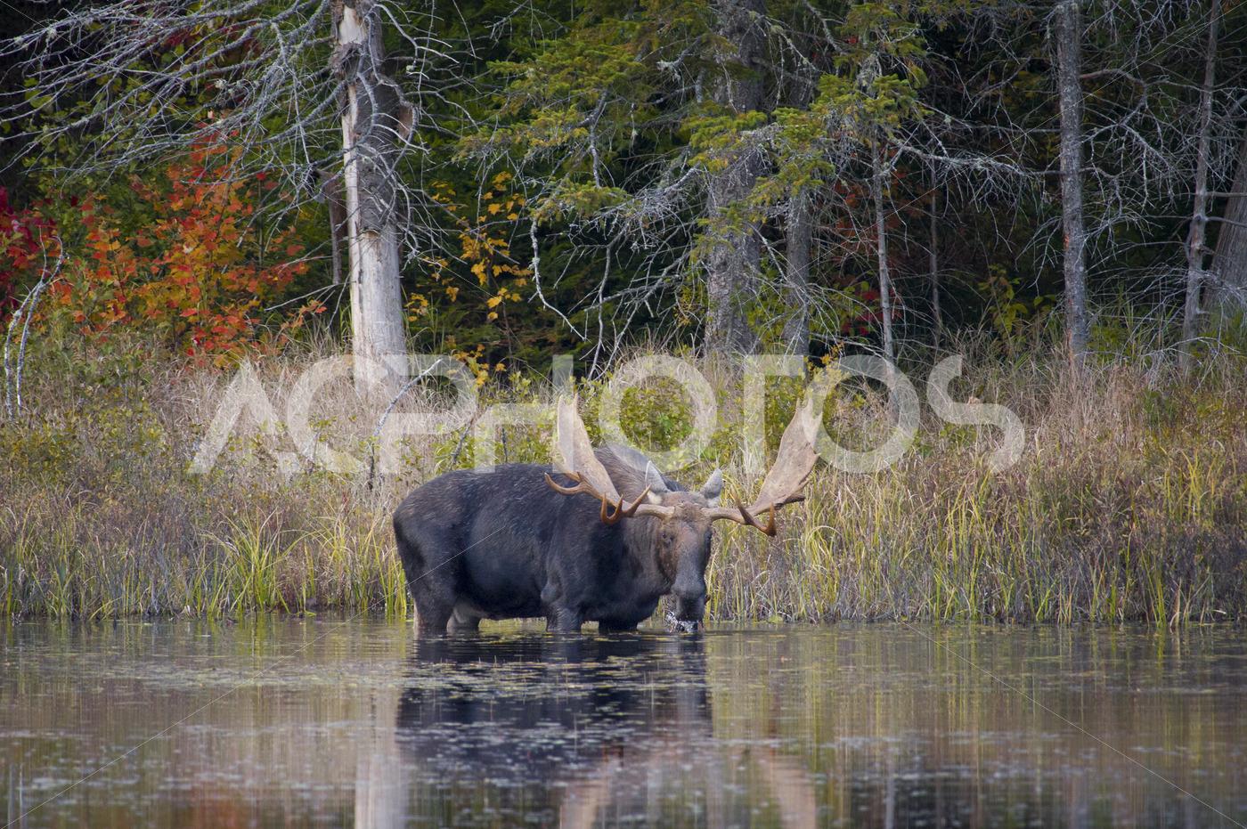 Moose eating leaves 3123