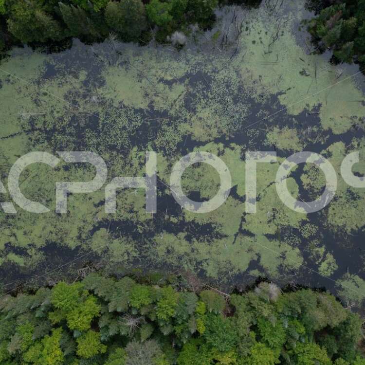 Aerial View of a Lake covered with lily pads and water lilies 3502