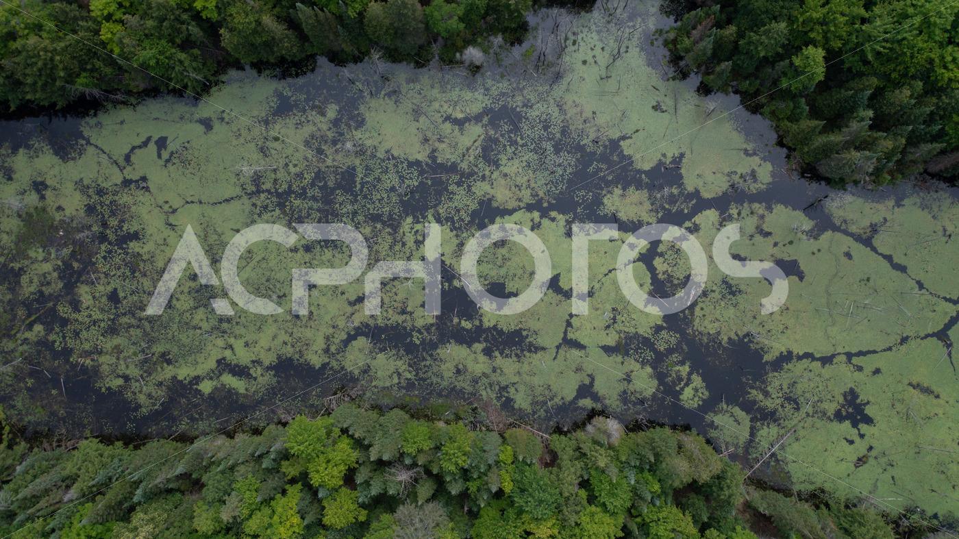 Aerial View of a Lake covered with lily pads and water lilies 3502