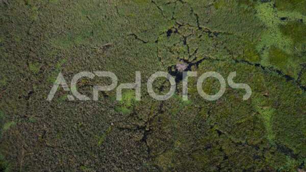 Aerial view swamp with a beaver dam - GettaPix