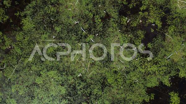 Aerial view swamp with water lilies - GettaPix