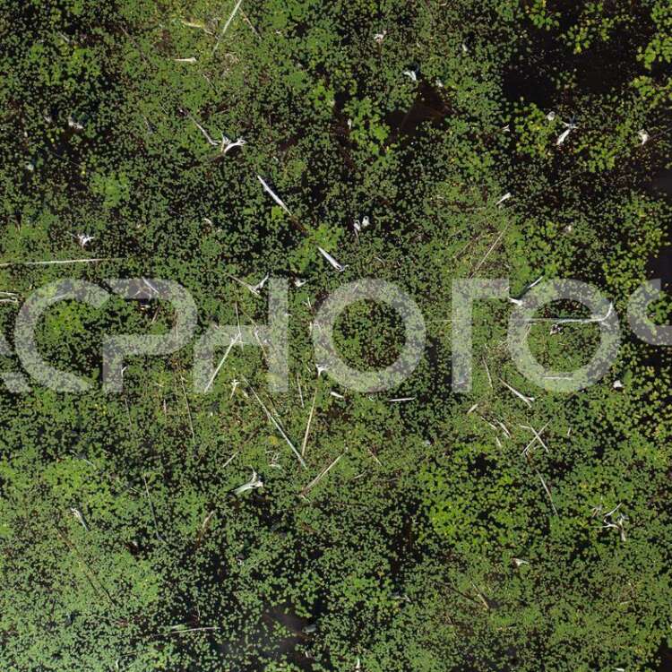 Aerial view swamp with water lilies 3514