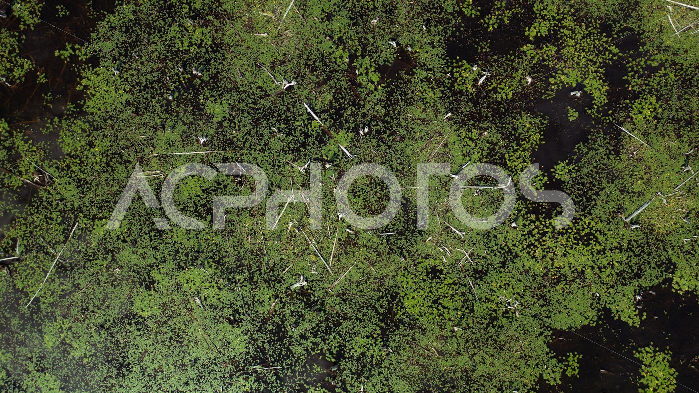 Aerial view swamp with water lilies 3514