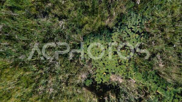Ontario swamp aerial view - GettaPix