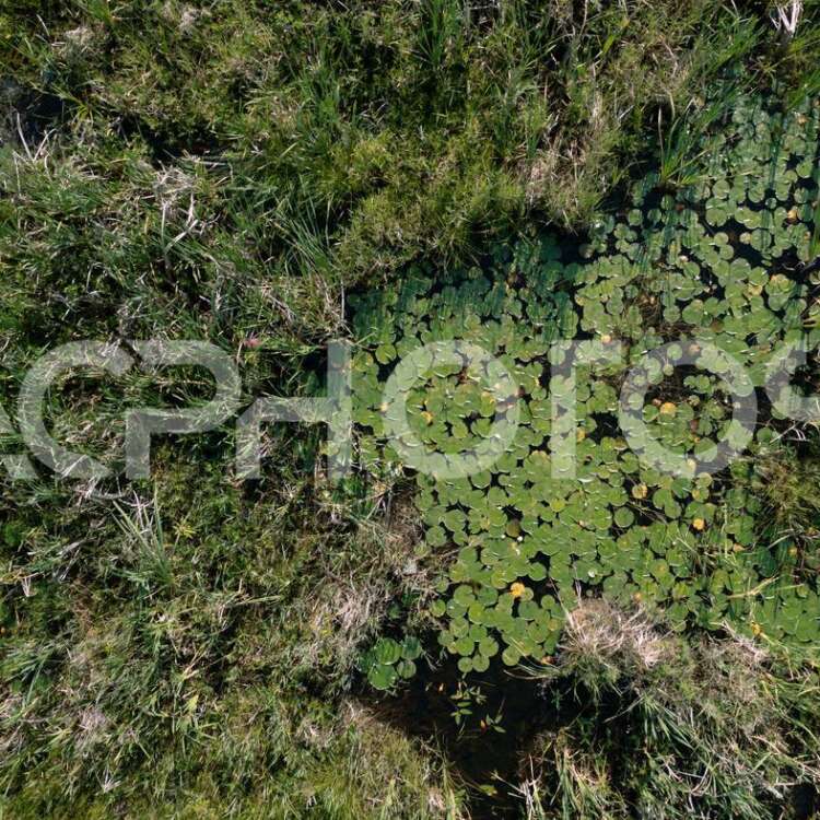 Ontario swamp aerial view 3512