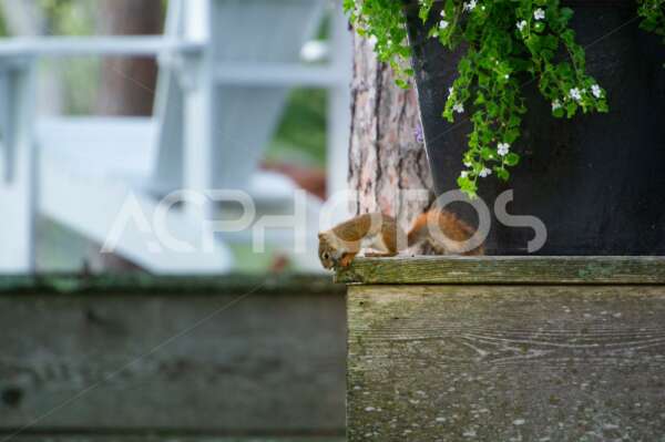 Red Squirrel chewing on a cottage wood steps 3458