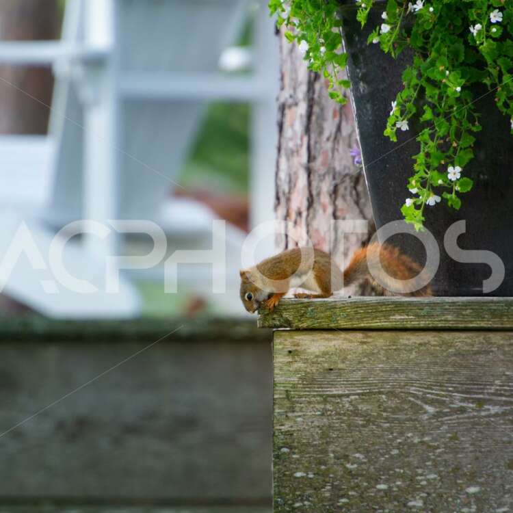 Red Squirrel chewing on a cottage wood steps 3458