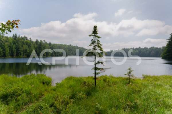Solitary tree in Algonquin Park - GettaPix