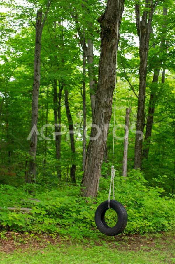 Tire swing on a tree in the garden - GettaPix