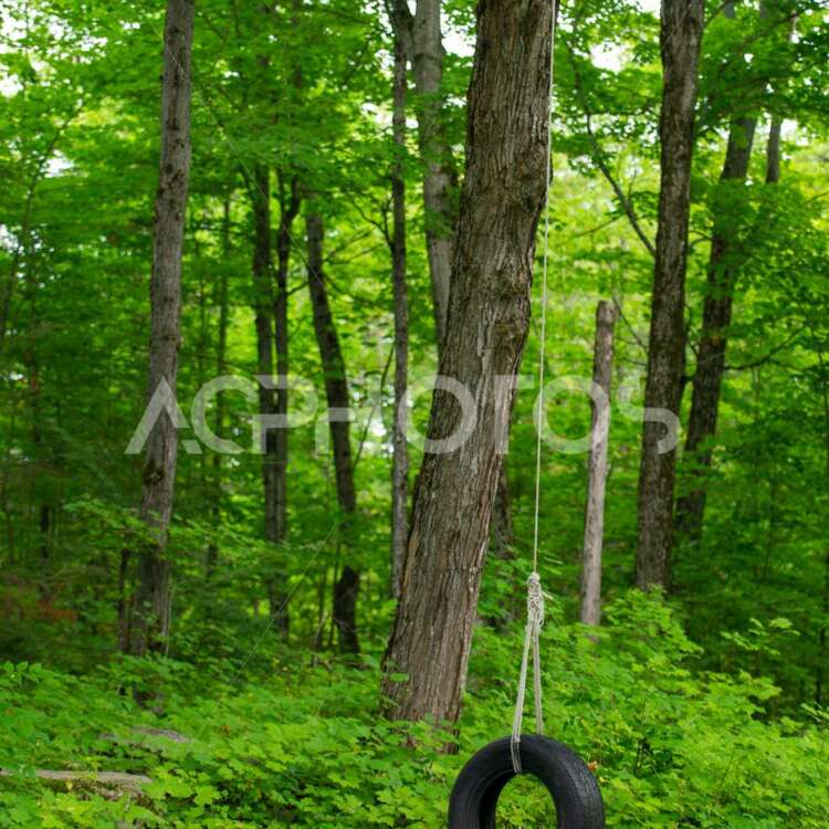 Tire swing on a tree in the garden - GettaPix